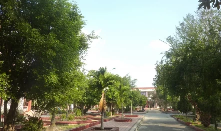0  Vuon cay xanh