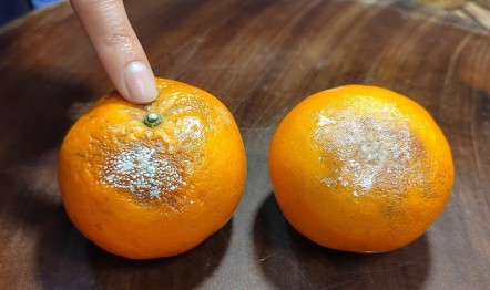 Vấn đề NGUY HẠI Khi ăn hoa quả bị héo, thối, xuất hiện nấm mốc ?